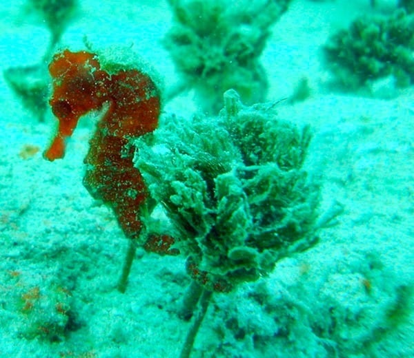Seahorse with pinecone algae
