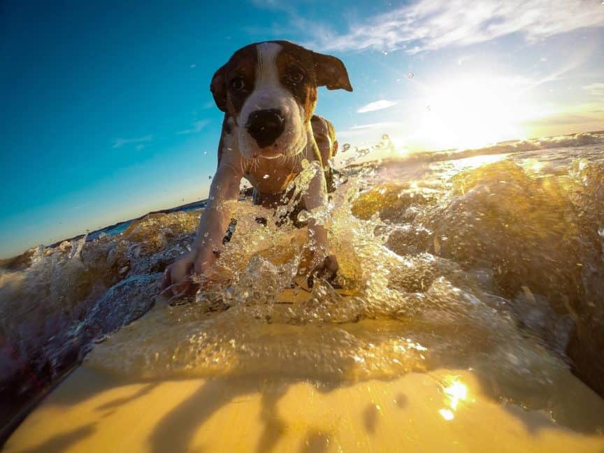 Dog on surfboard