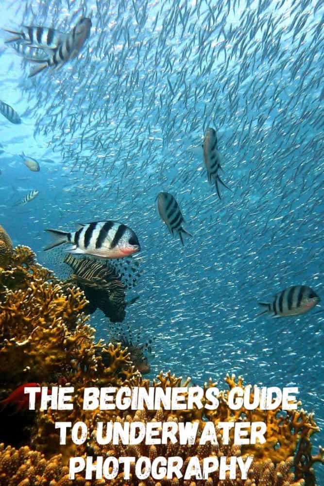 The begeinners guide to underwater photography