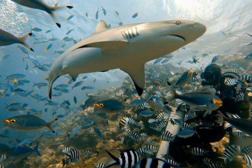 Shark diving GoPro