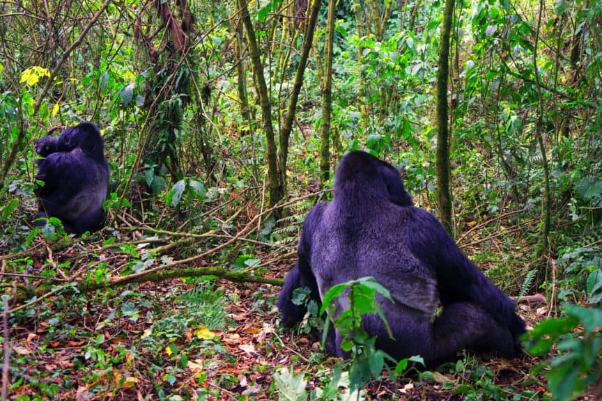 Mountain gorilla backs