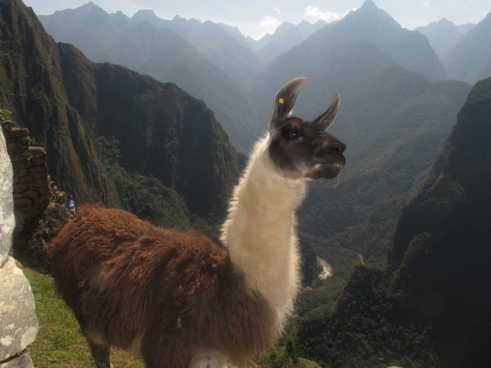 Llama