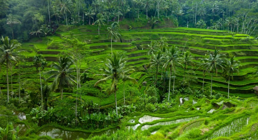 Bali rice paddies