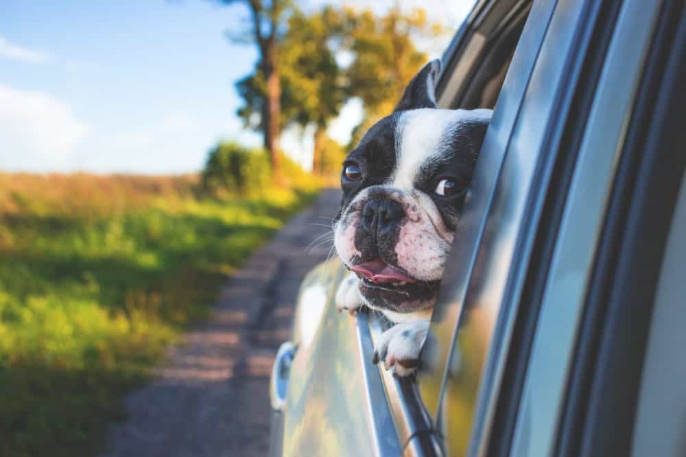 Dog with head out of car