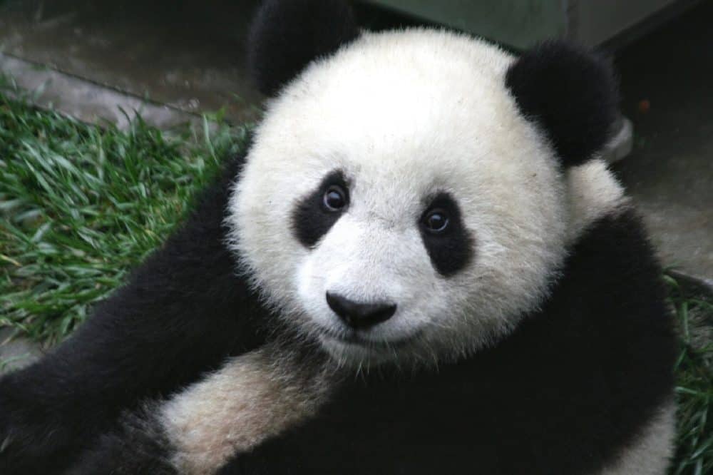 WWF Logo Panda