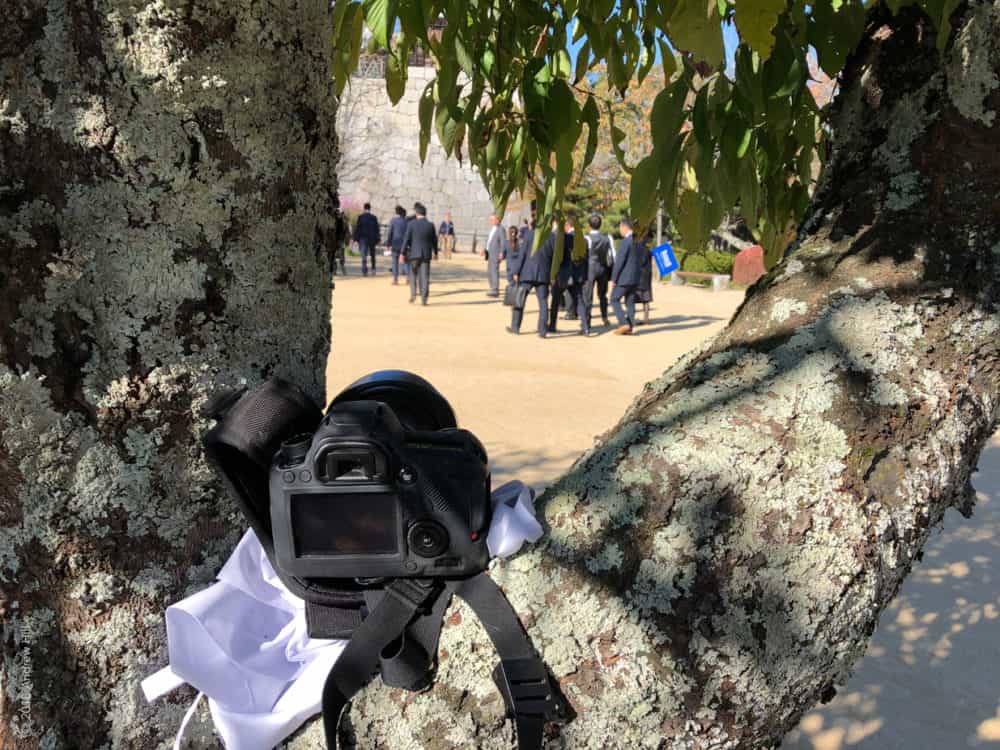 Matsuyama-camera in tree