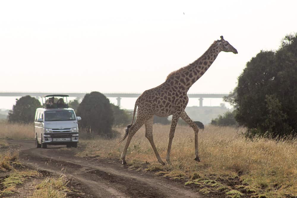 Giraffe and van, Kenya
