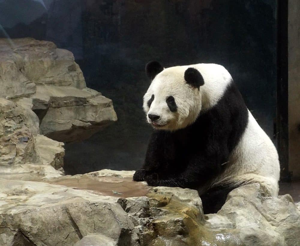 Panda on rocks