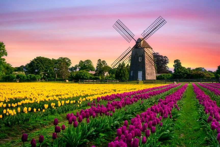 Old windmill in the Netherlands at sunset, with rows of differently-colored tulips in a field in front