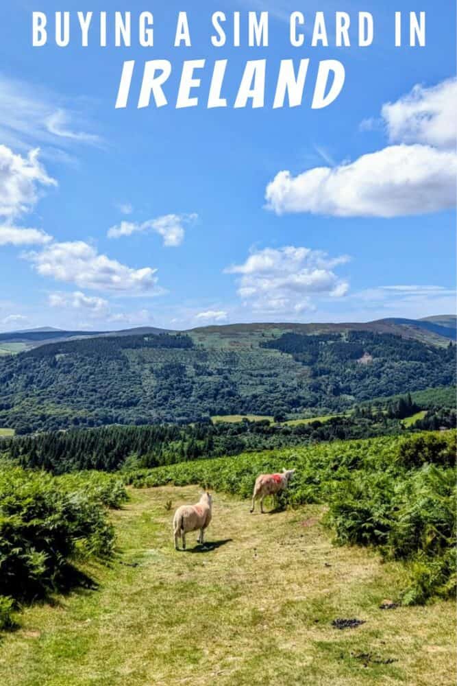 View of Irish countryside from top of a hill, with sheep on a grassy path in front, dense ferns on both sides, and hills in the background. Text "Buying a SIM Card in Ireland" at top of image