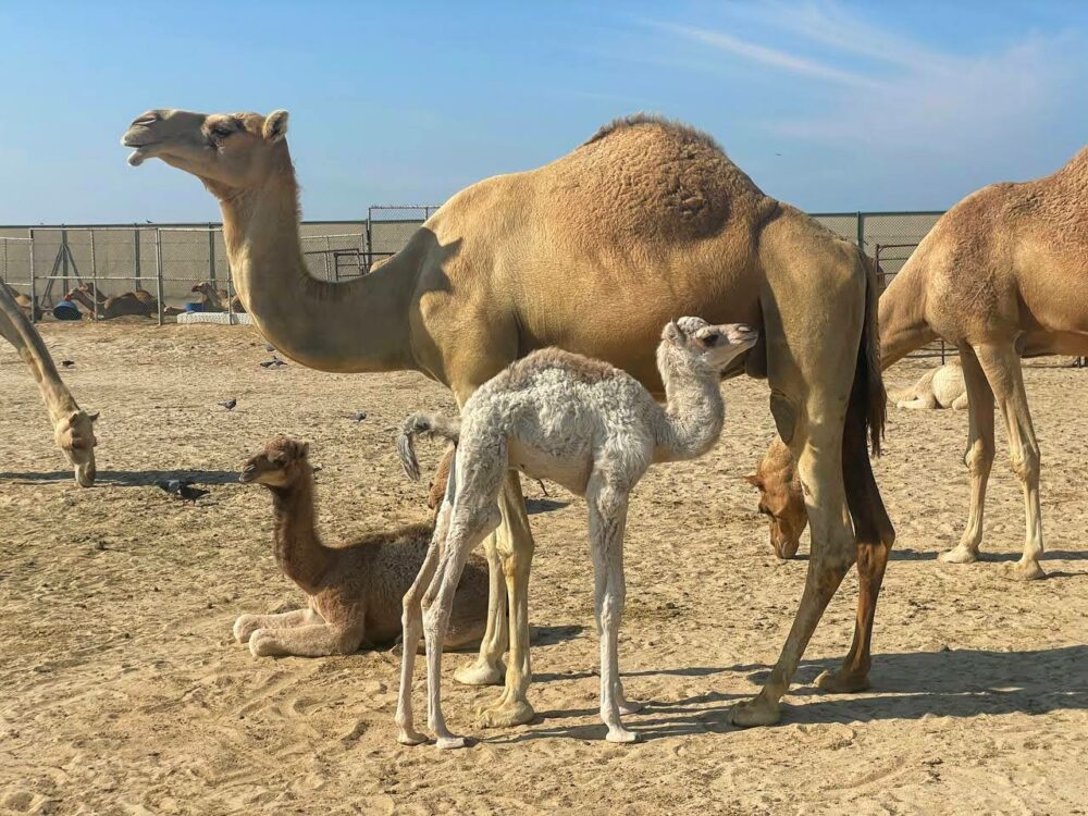 Several camels of various sizes in an enclosure, including a mother and baby