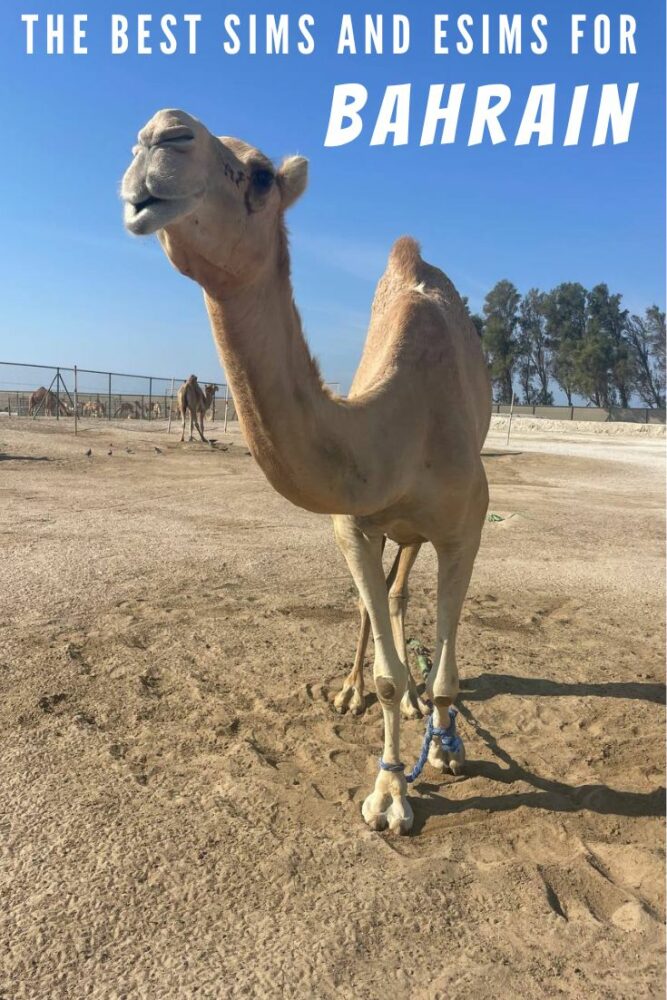 A photo of a camel with text "The Best SIMs and eSIMs for Bahrain" overlaid at top